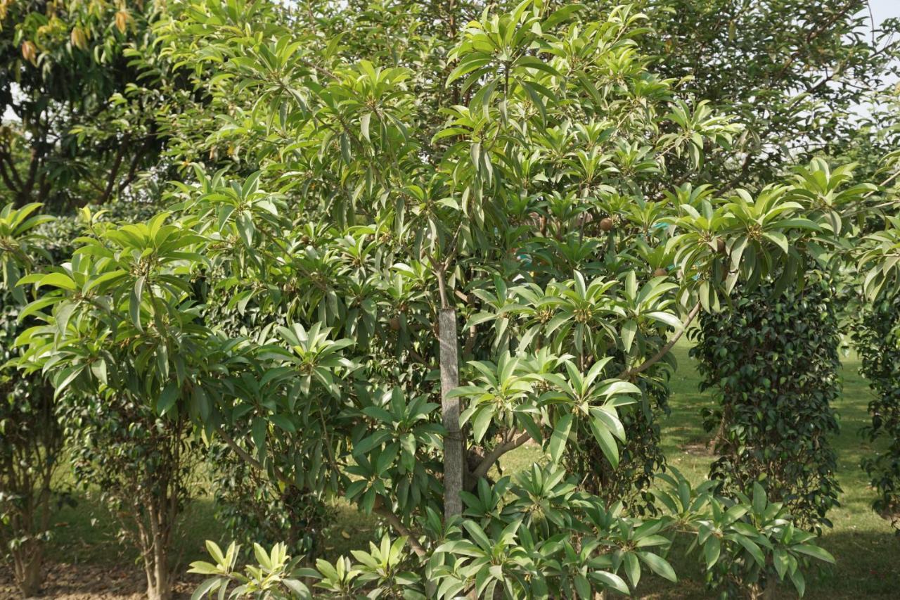 Green Banaras Varanasi Eksteriør billede